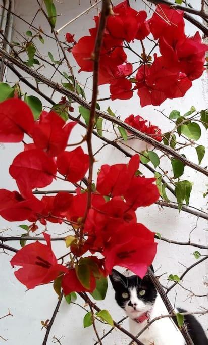 Small In Sants With Huge Terrace Homestay