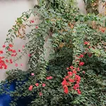 Housalia Gracia