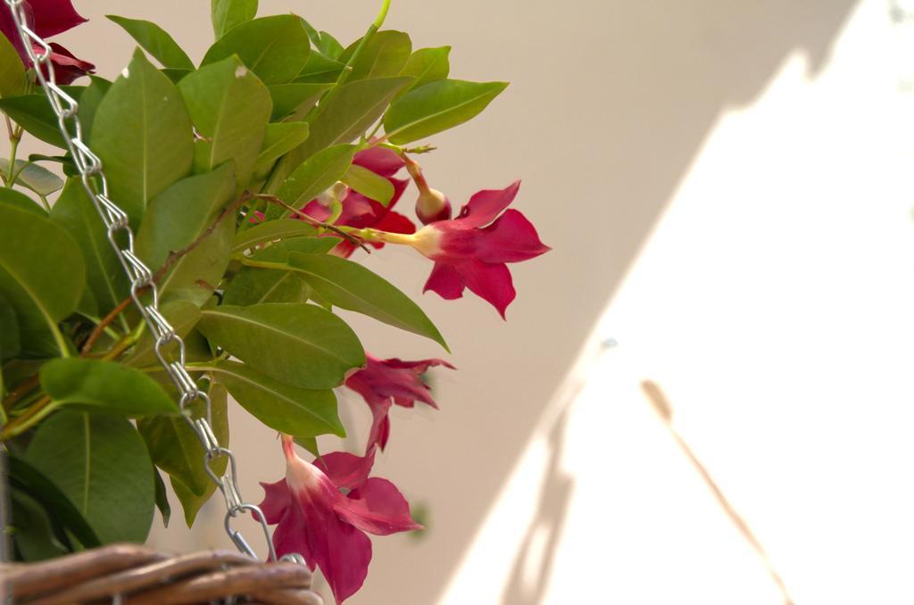 Apartamento Casa Tortilla Sant Antoni *